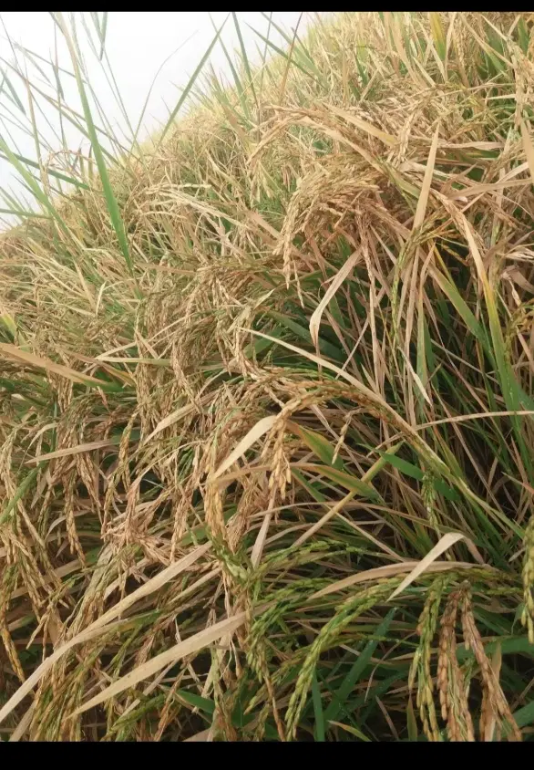 ۶۰ هکتار زمین براه کشت شلتوک اجاره داده می شود