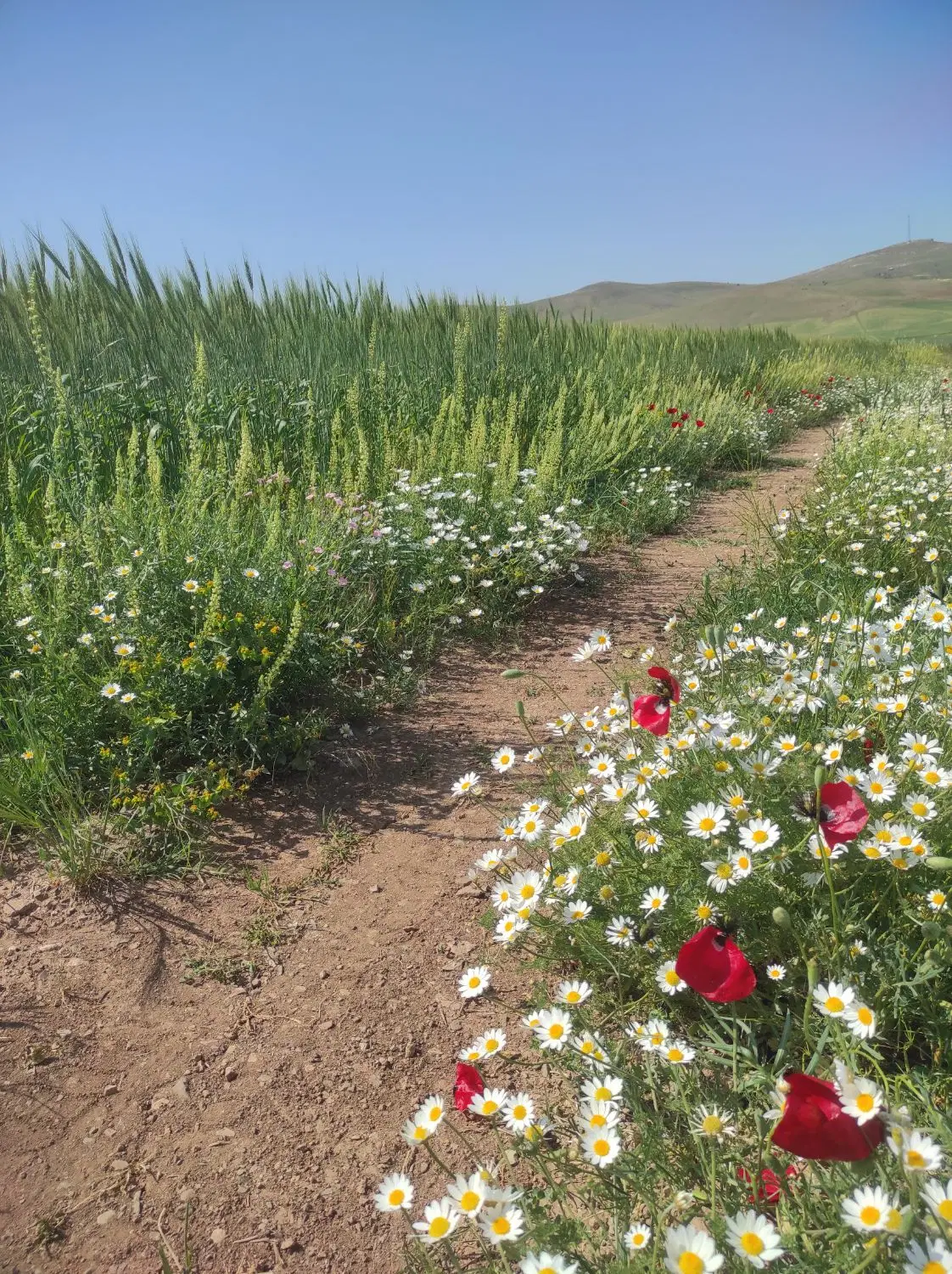 ۶هکتار زمین دیم  روستا بوگبسی