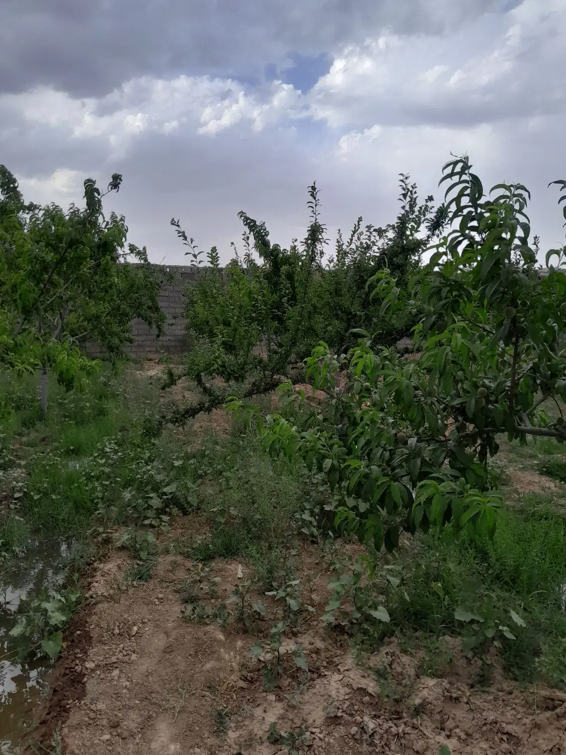 باغ درختی