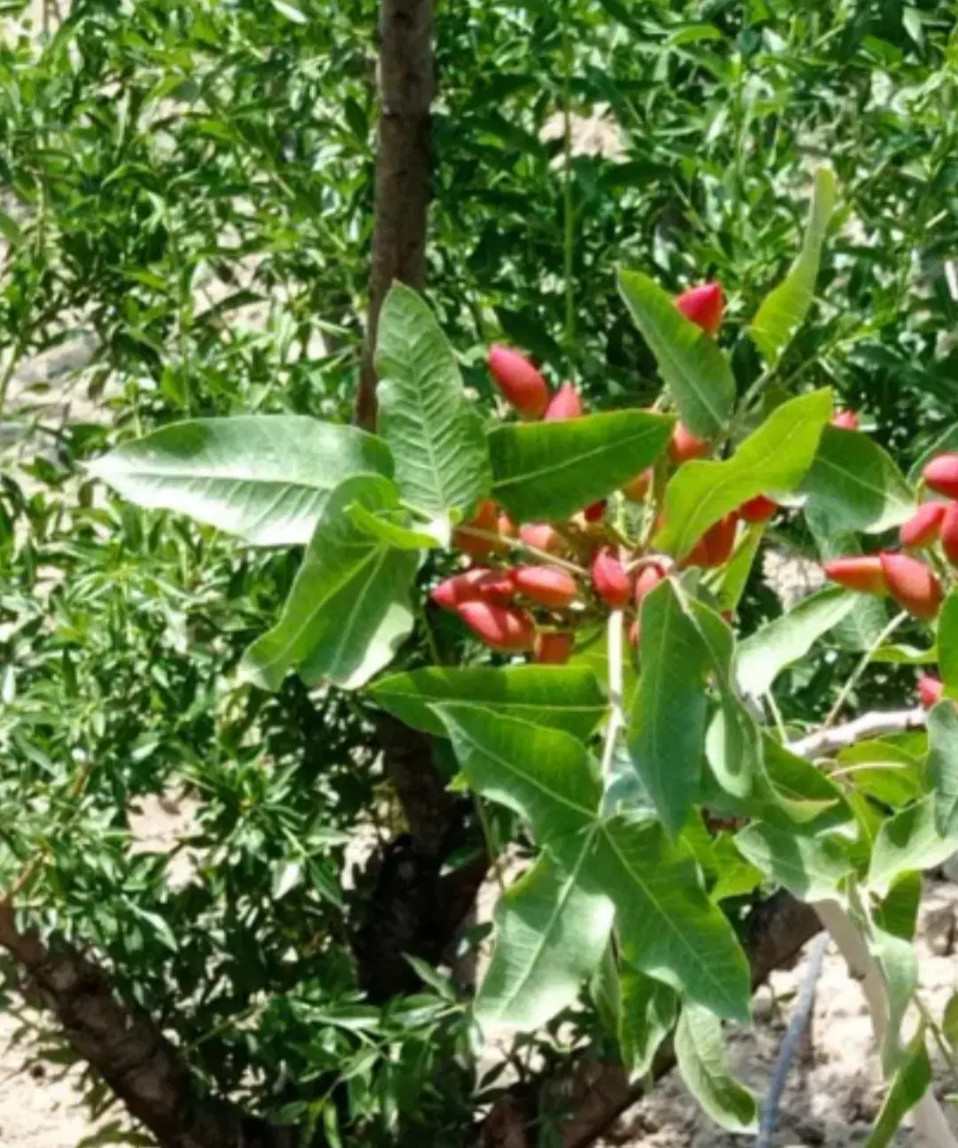 فروش خانه باغ