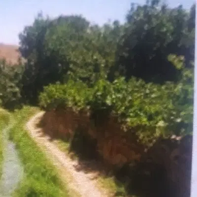 فروش باغ