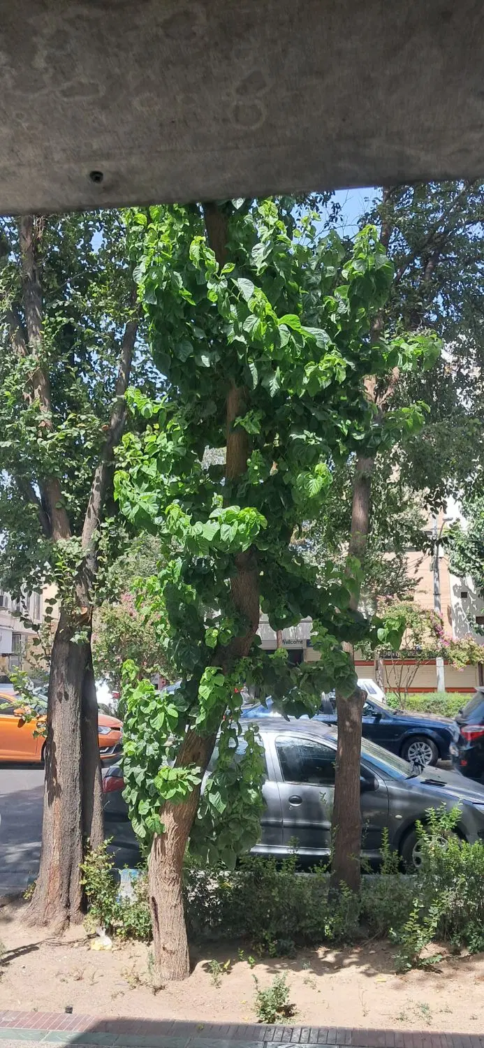 اجاره مغازه ۱۶۰ متری حکیم نظامی