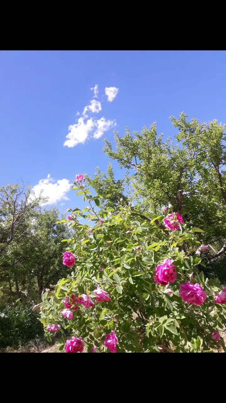 باغ در ایوند