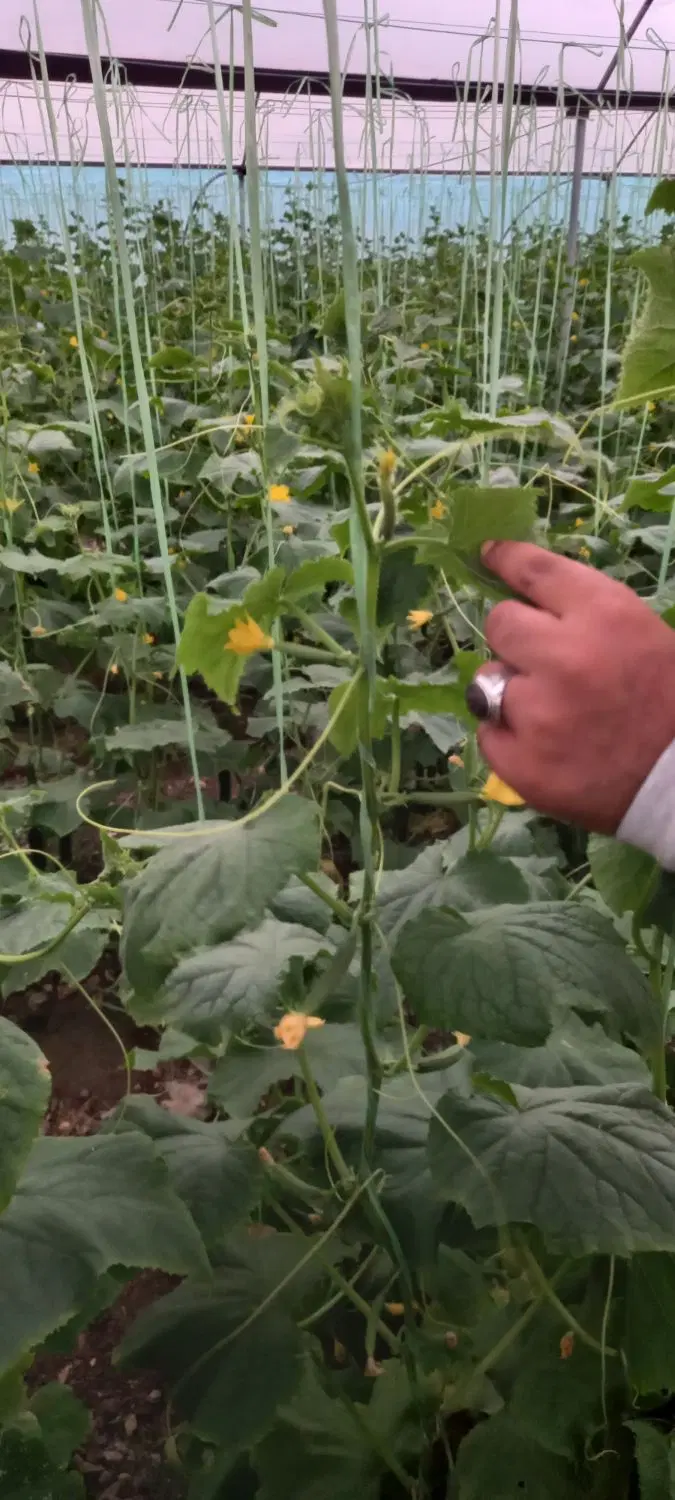 گلخونه با پلاستیک یکسال کشت ۱۵۰۰متری