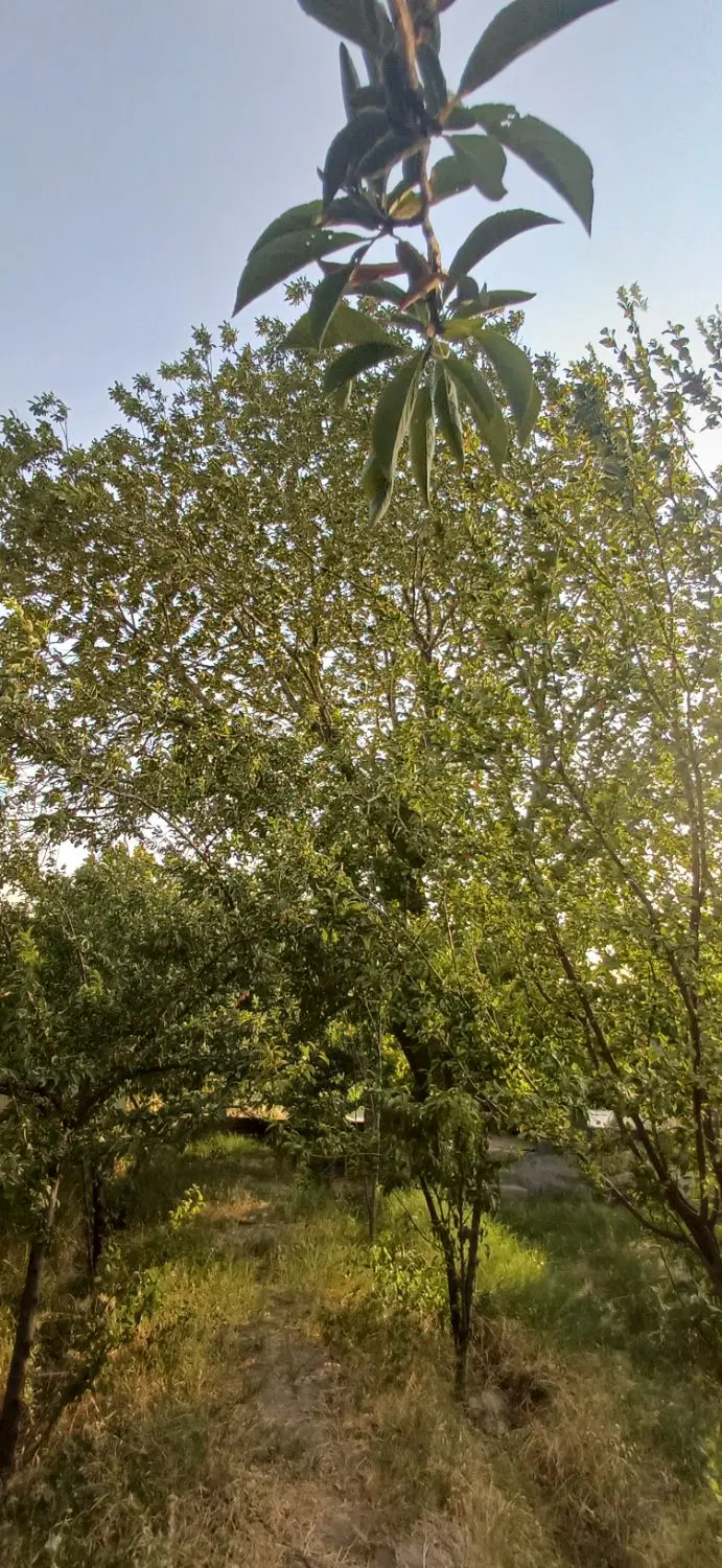 باغچه چهاردیواری