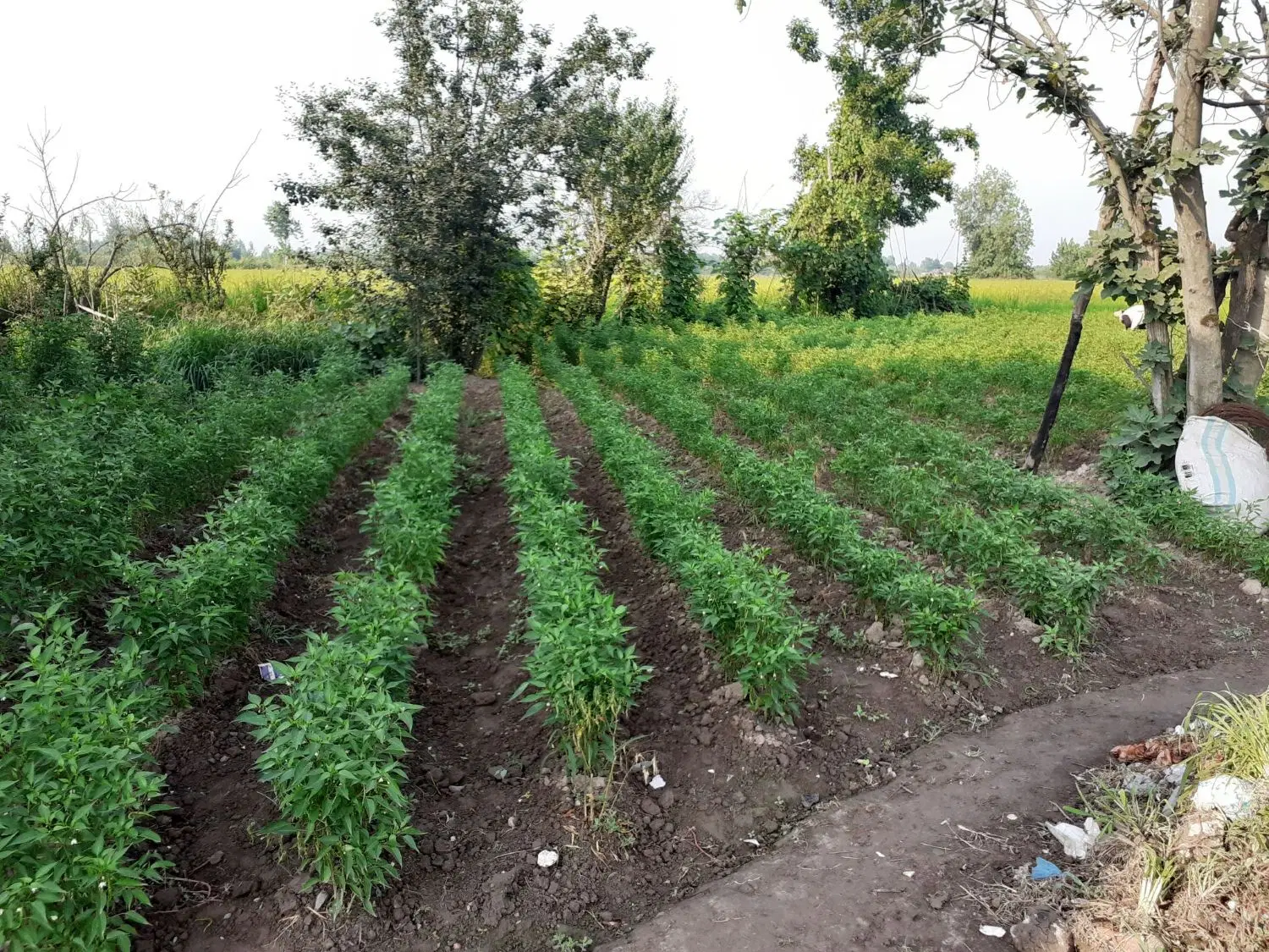 خانه باغ 4427 متری _ دنج و زیبا