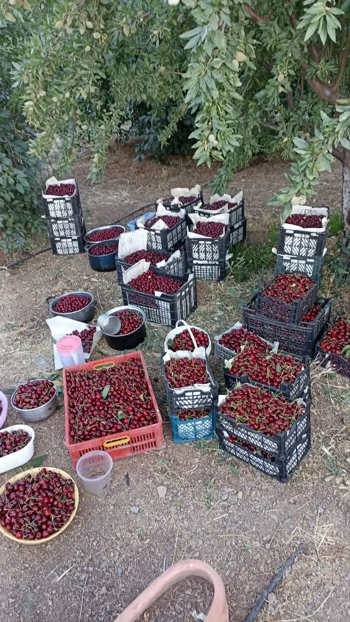 ۴هزارمتر باغ، سندتک برگ، صحنه، نزدیک آزادراه کربلا
