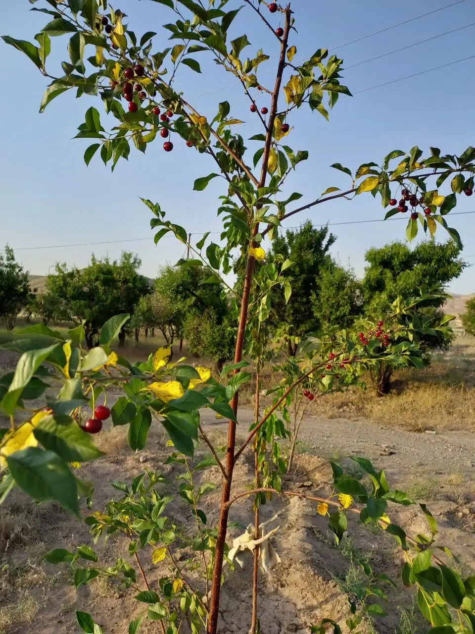 باغ.کشاورزی