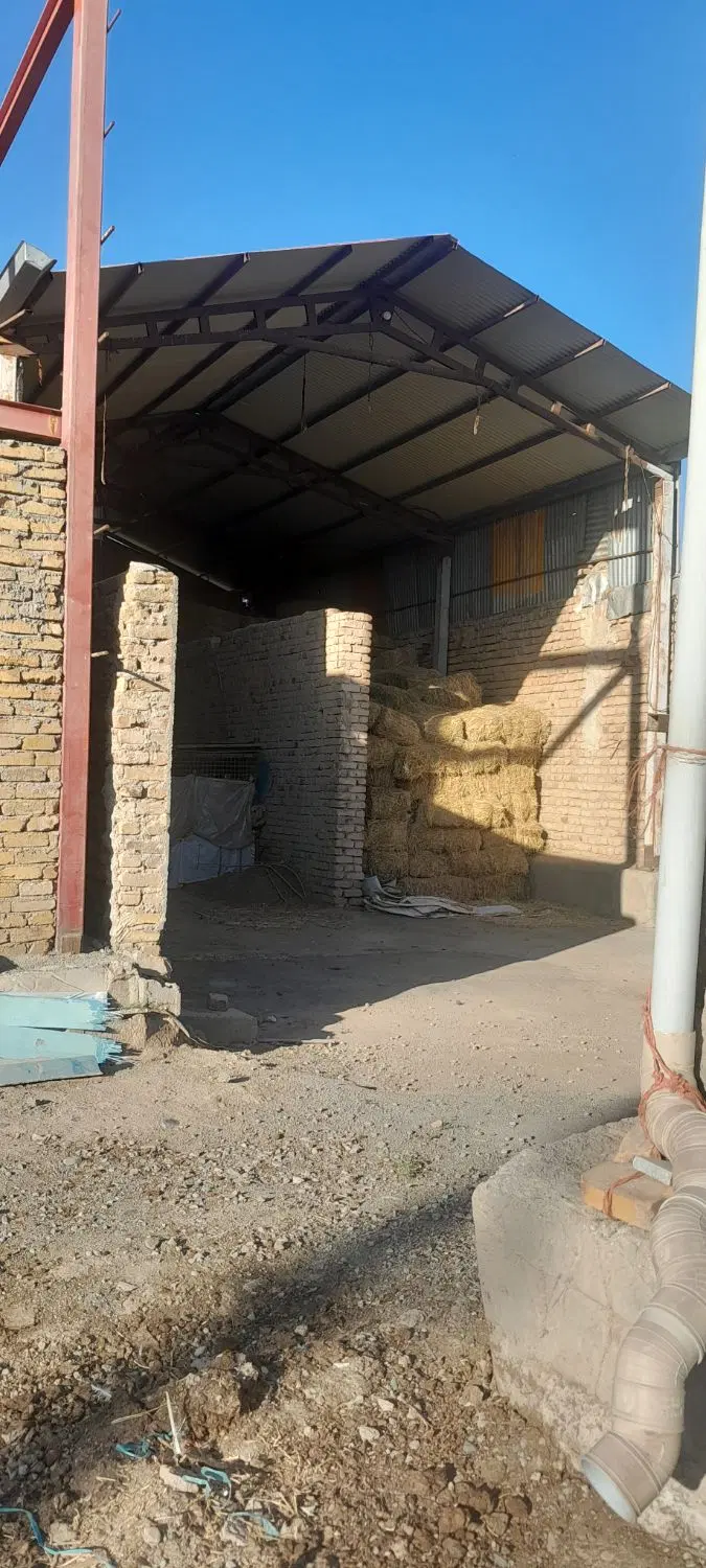 اجاره گاوداری