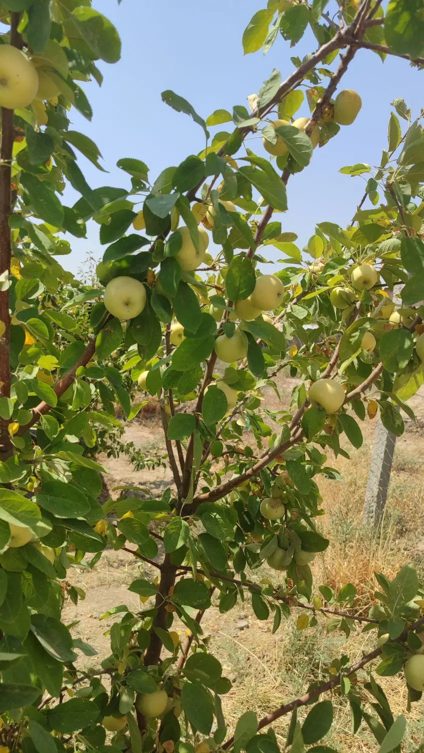 باغ و باغچه