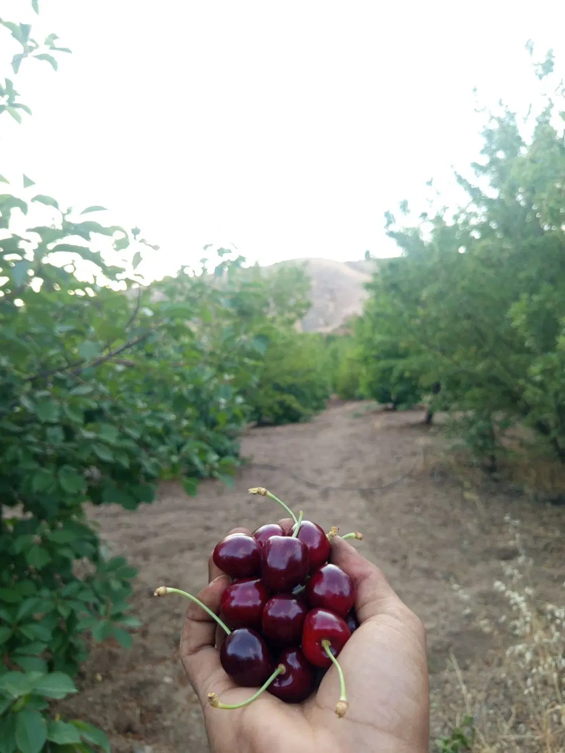 باغ نزدیک شهر ‌(روستای گزنه)