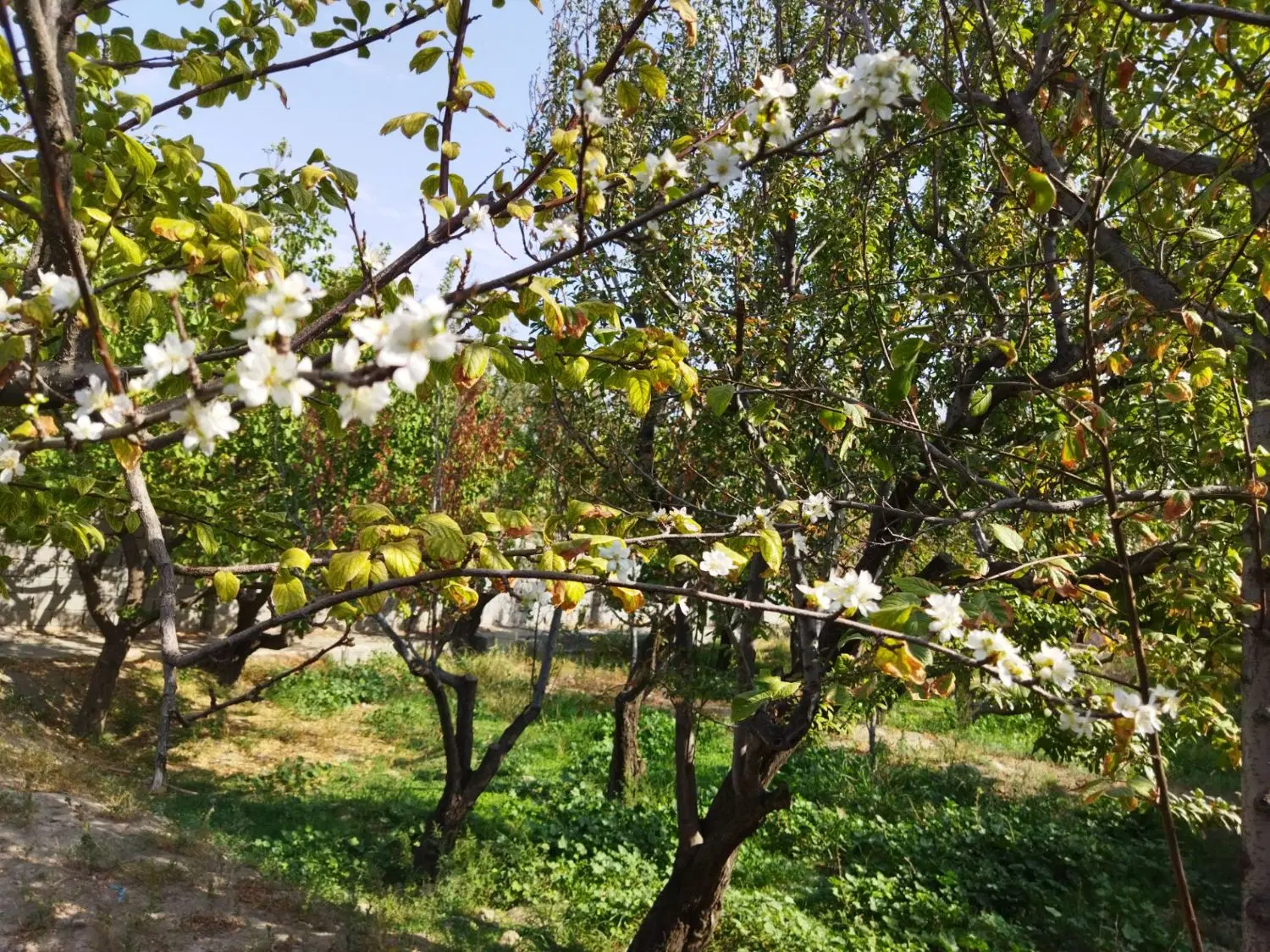 ۱۰۰۰متر باغ بنا قدیمی نامه جهاد(کرد زار)