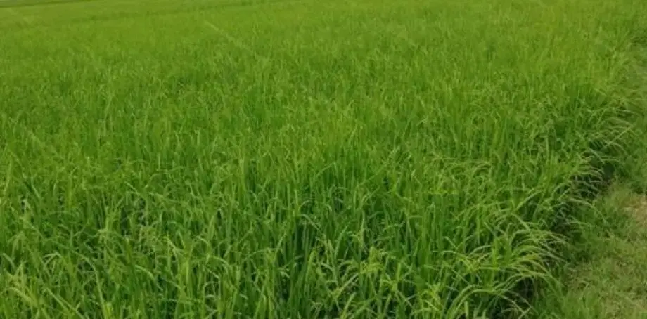 زمین کشاورزی علمدار