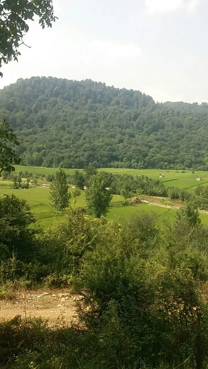 زمین جنگلی روستای اهودشت ساری