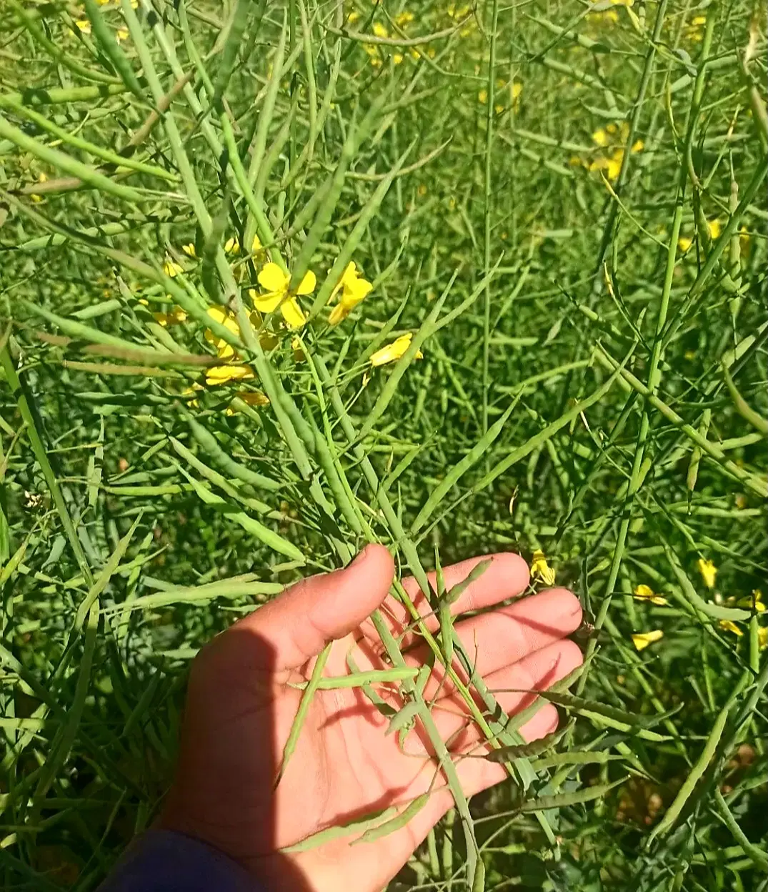 اجاره زمین کشاورزی