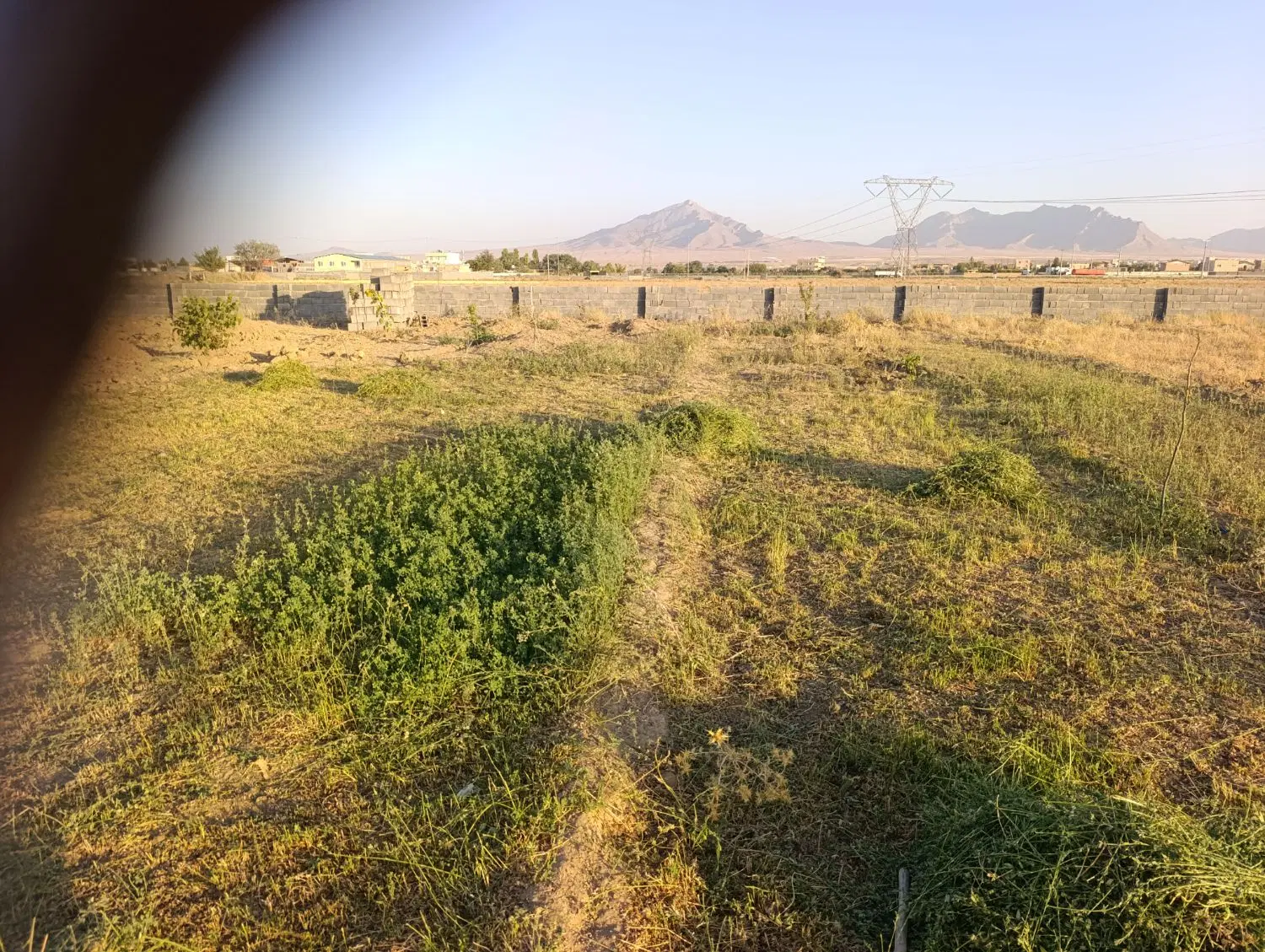 زمین باغی