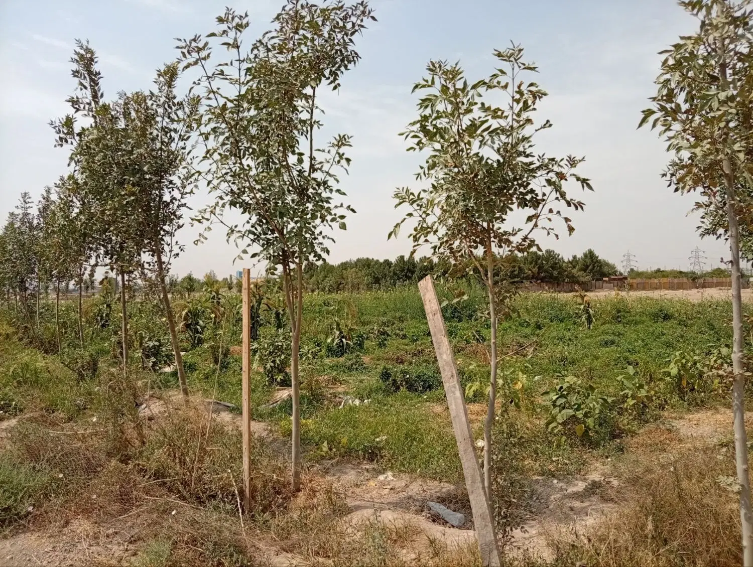 زمین کشاورزی در ده عباس