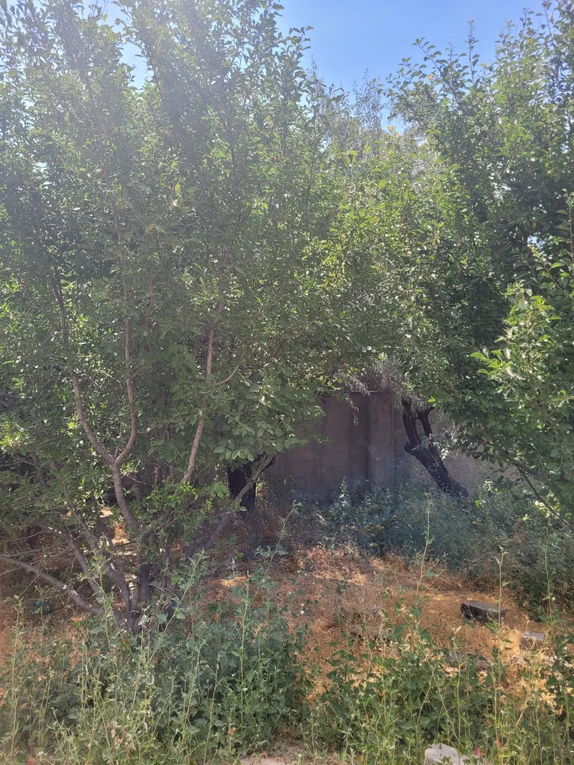 فروش باغ صفا اول روستای ورجوی