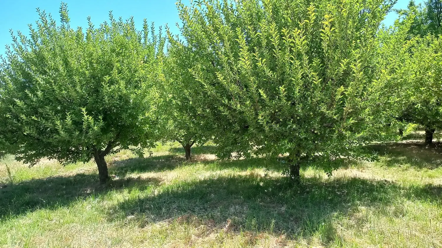 باغ خوب و خوش آب هوا در سپیدان درجه ۱ فروش