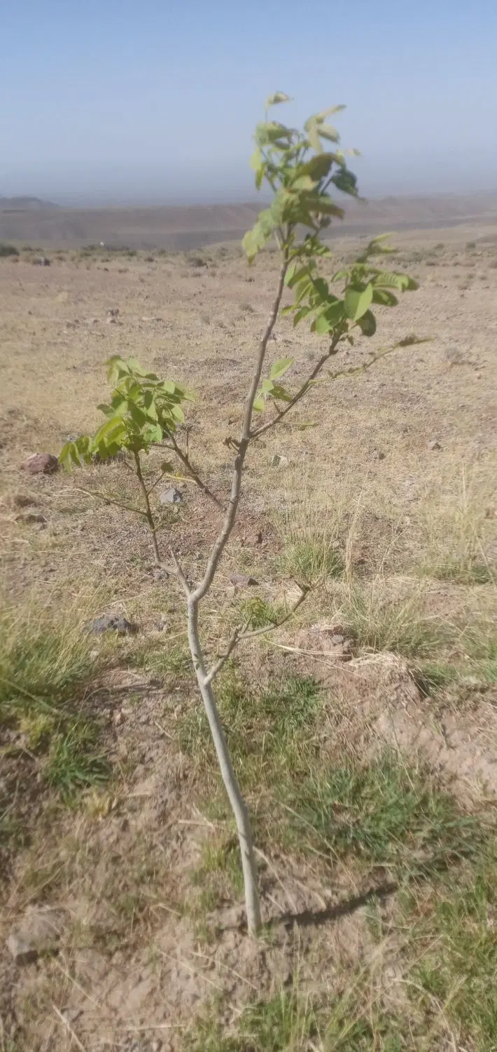 فروش زمین حسین آباد خان