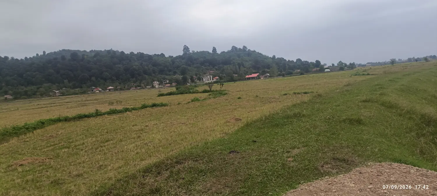 ۶۵۰۰ متر شالیزار