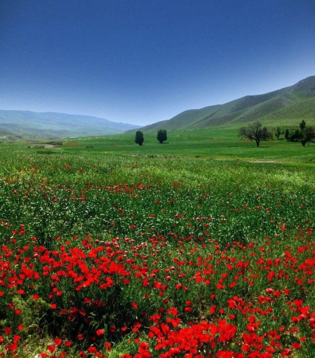 یک قطعه زمین