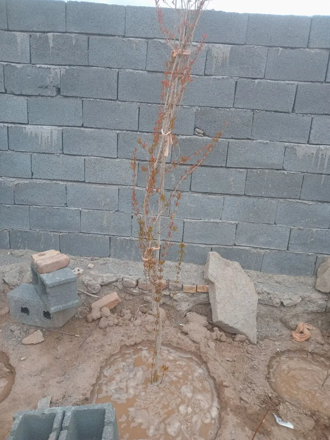 زمین مزروعی
