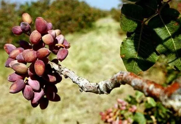 باغ پسته