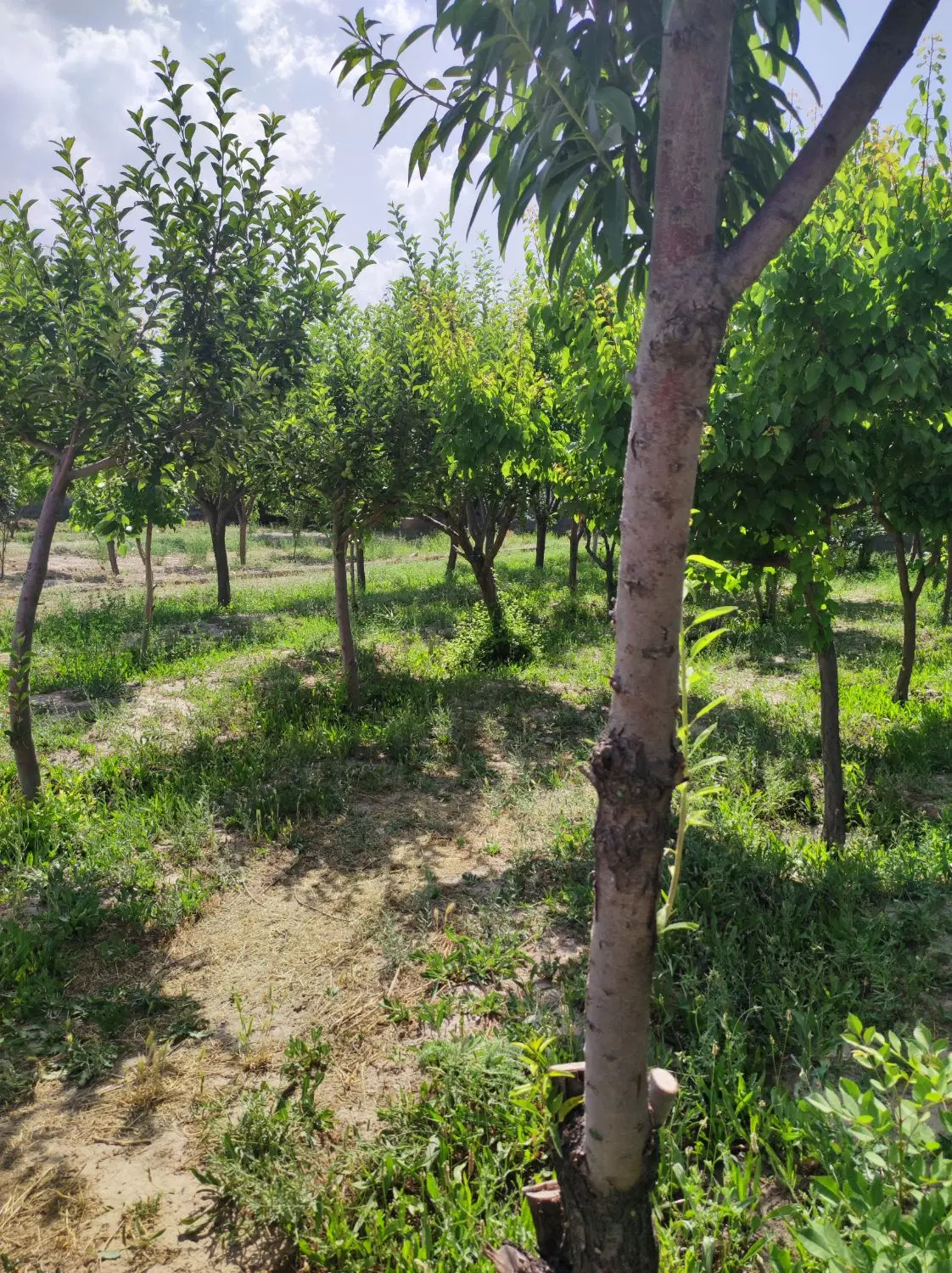 فروش باغ در شاهنامه ۶۵