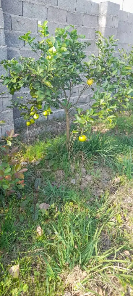 ۳۵۰مترزمین مسکونی سرابستان