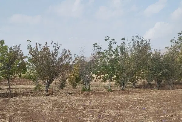 باغ ۵۰۰ متری کمالوند