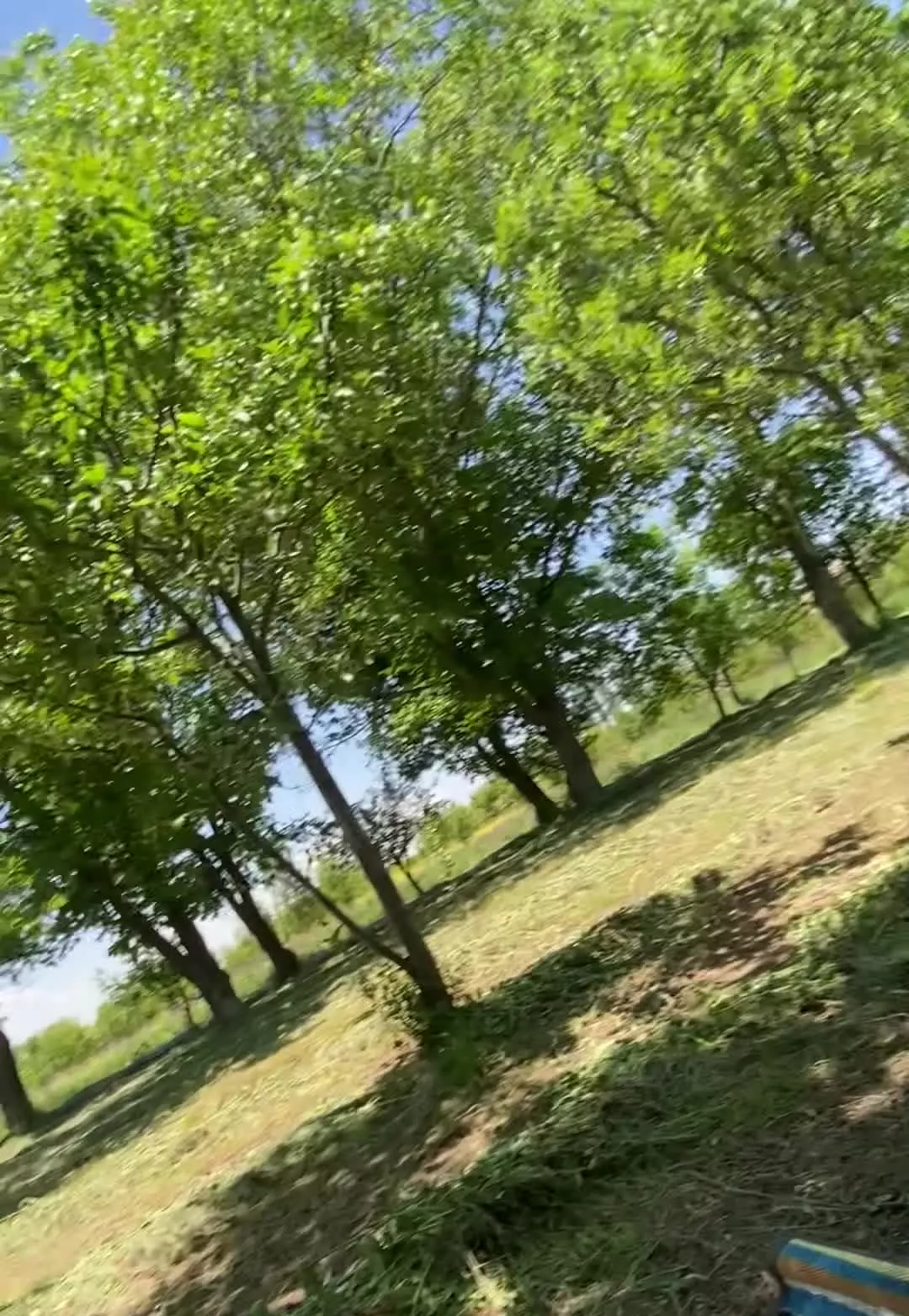 زمین باغ درخت
