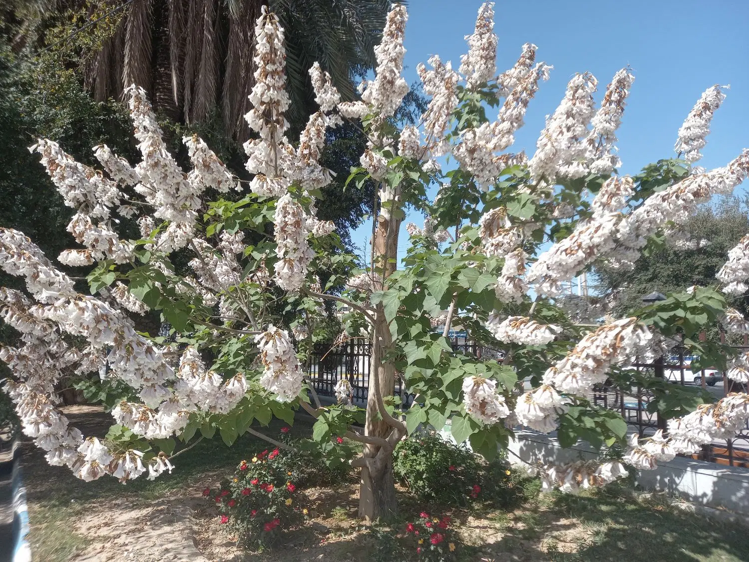 زمین بلوارسپاه