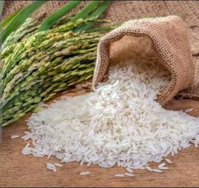 بیجار زمین برنج
