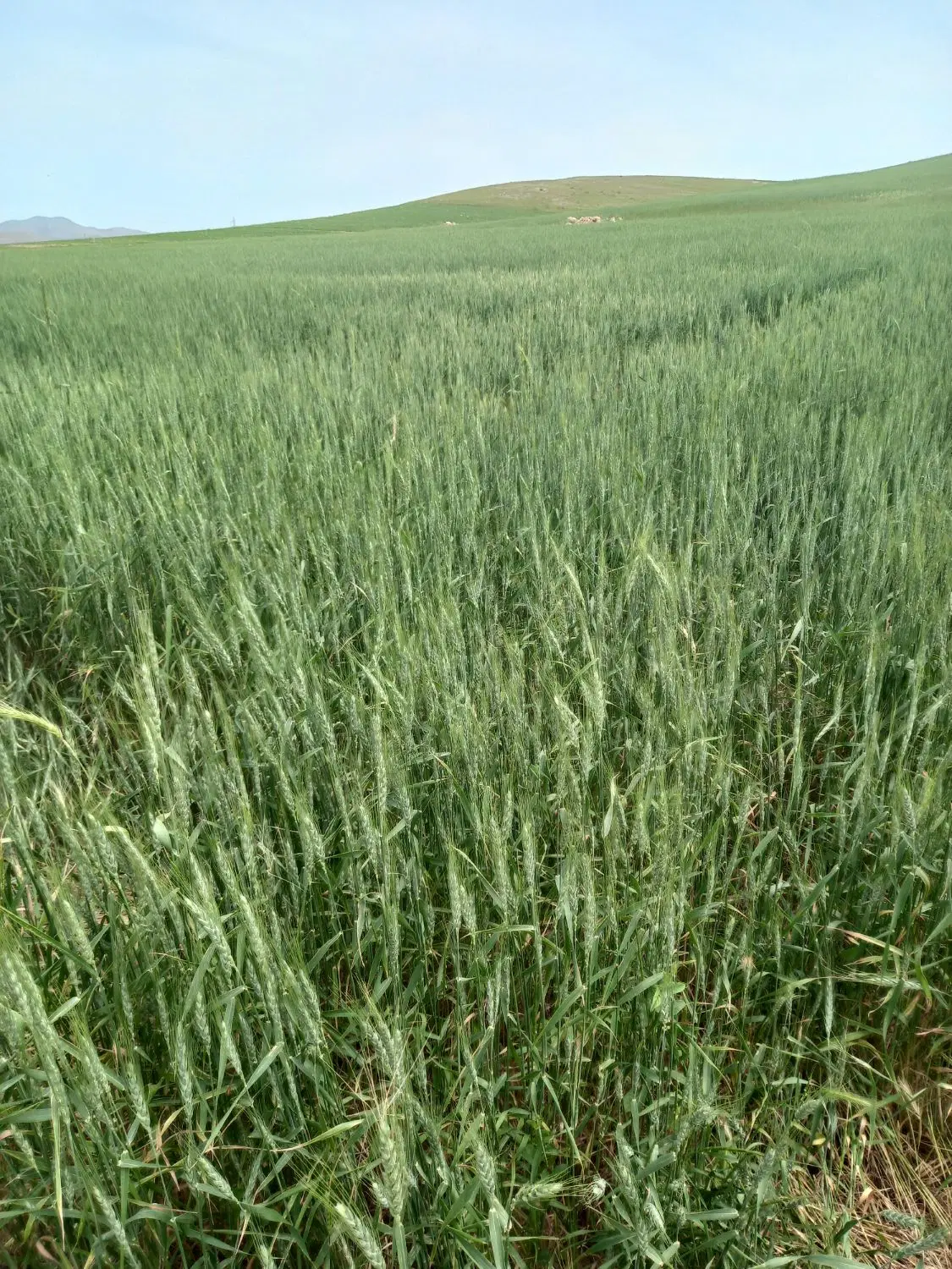 ۹پلاک زمین درشهرک صنعتی بوکان بادهنه ۳۵و۴۰متری