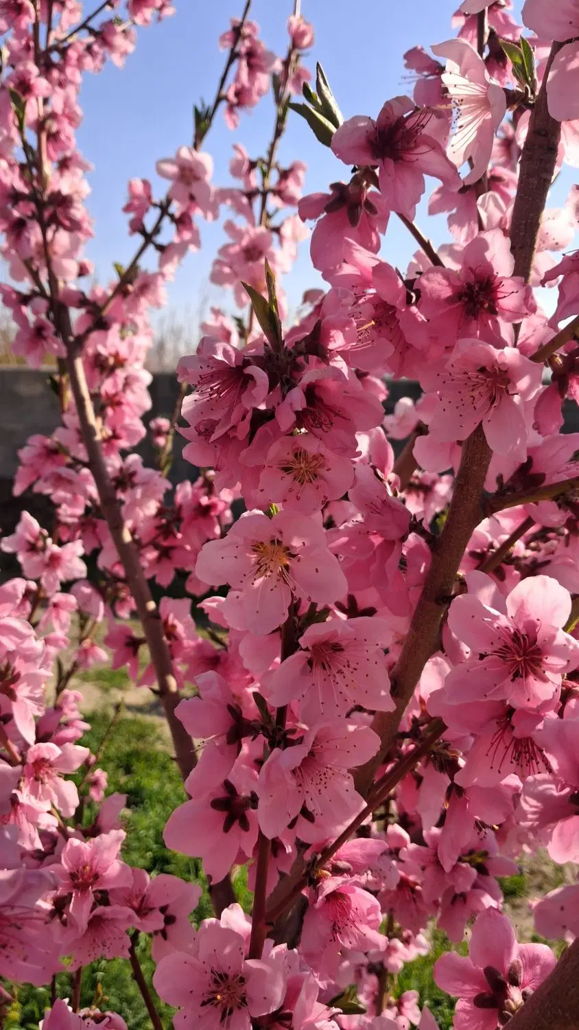 باغِ در بنگین