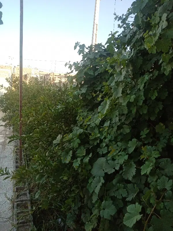 فروش ملک