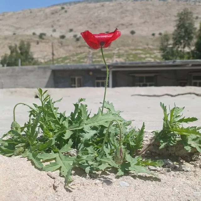 زمین تجاری روی جاده اصفهان