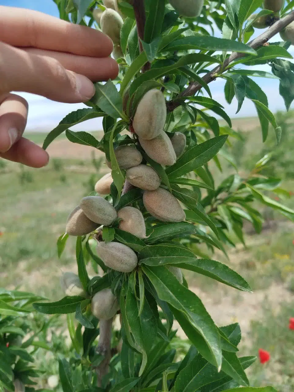 فروش باغ تک برگ سند