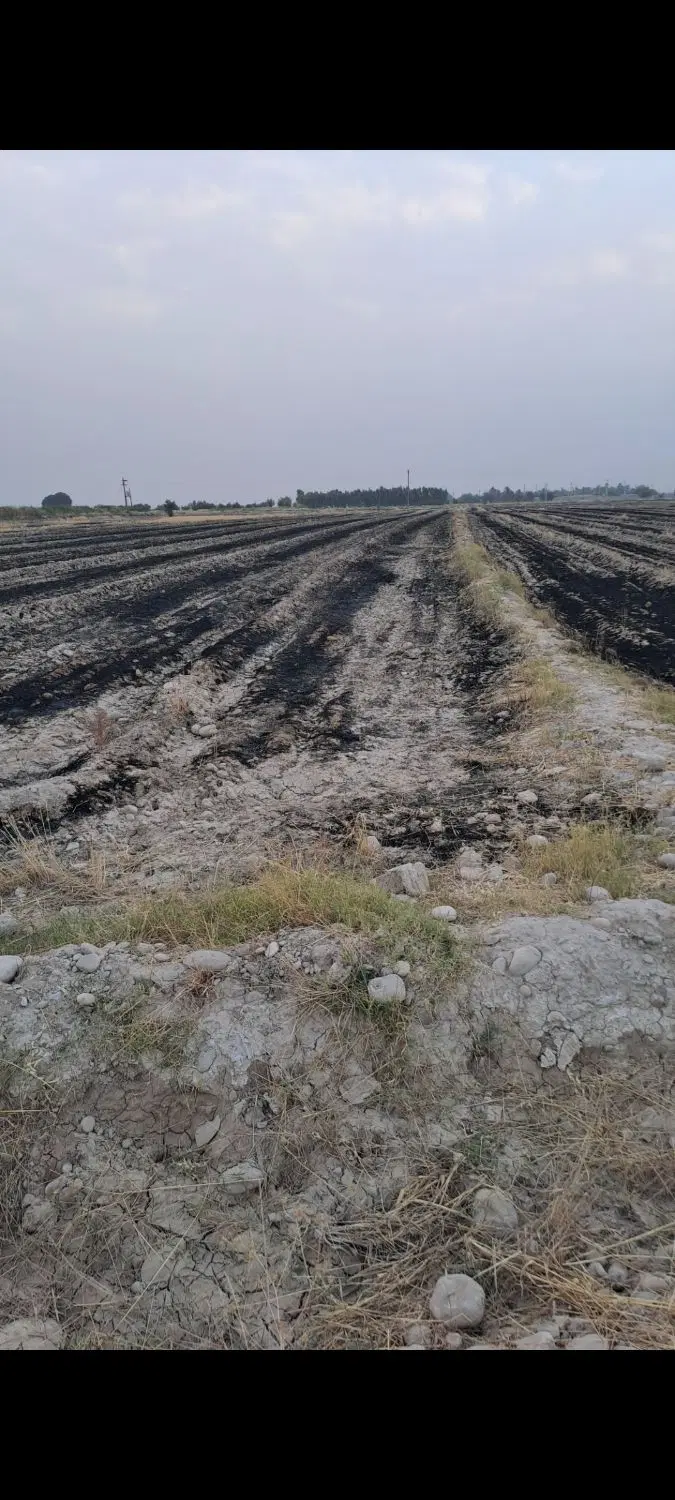زمین برای درختکاری وباغ