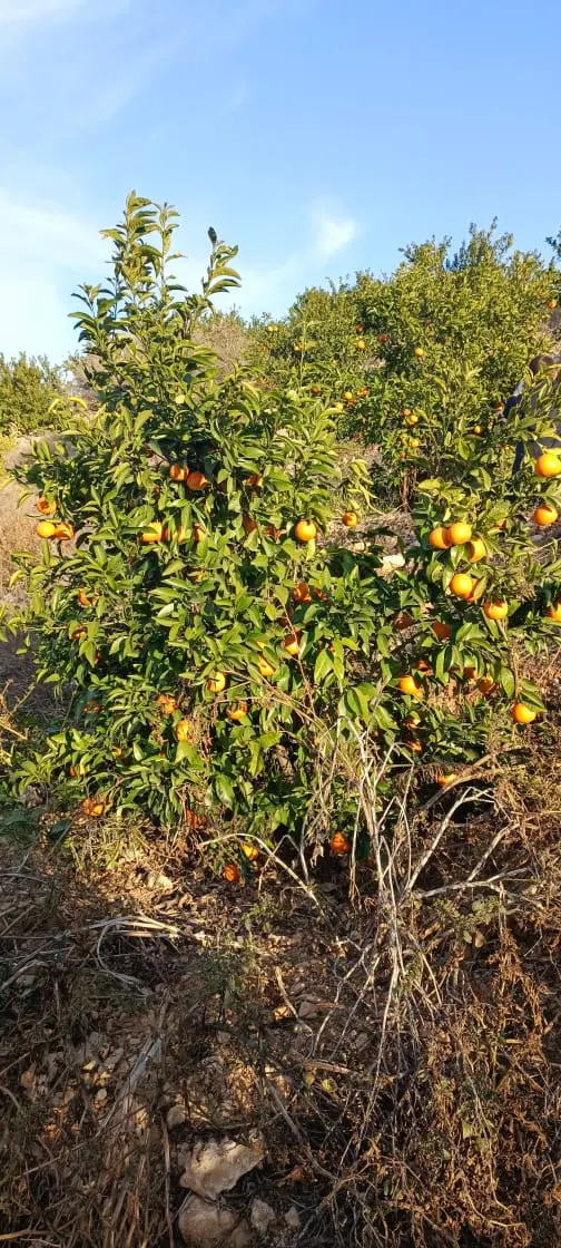 باغ مرکبات در روستای امام ضامن