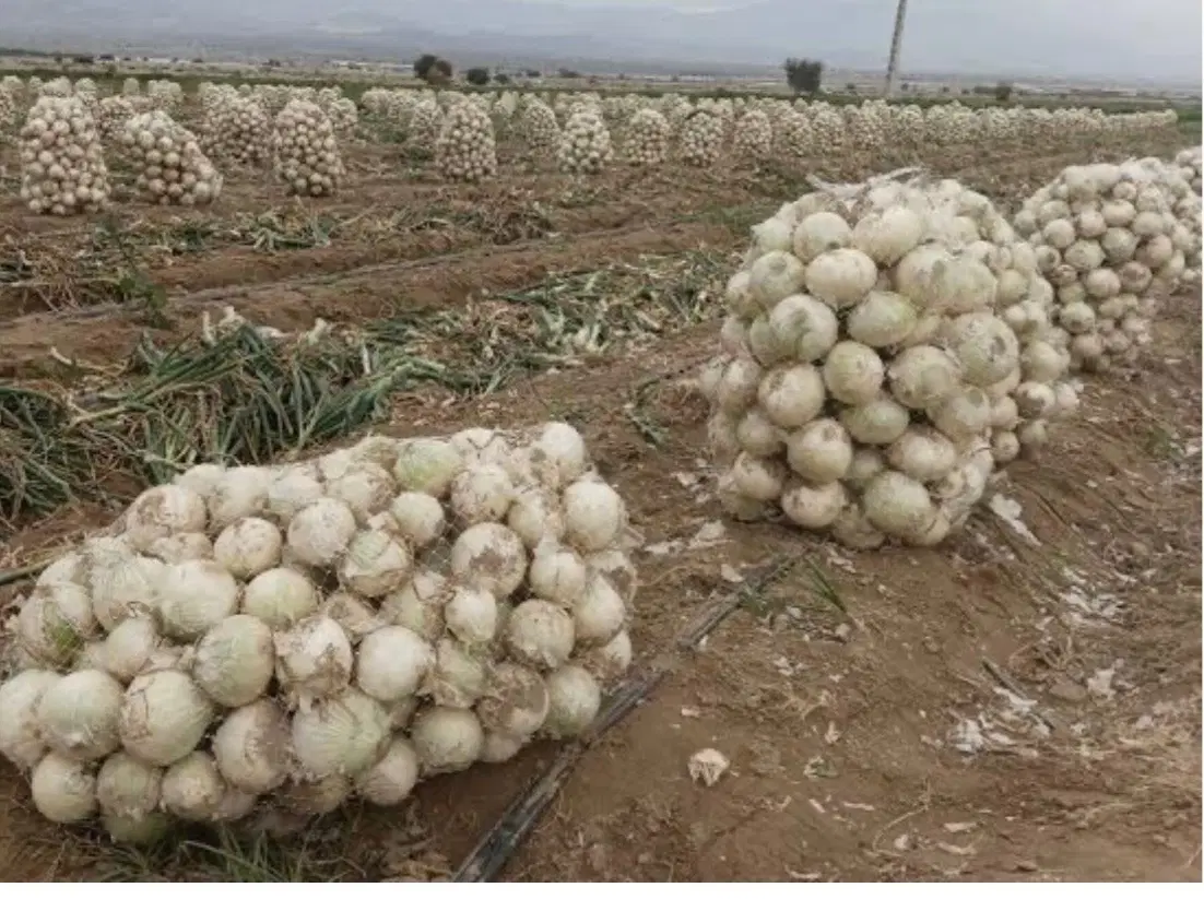 اجاره دو قعطه ۱۳ هزار متری زمین کشاورزی پشت سیلو