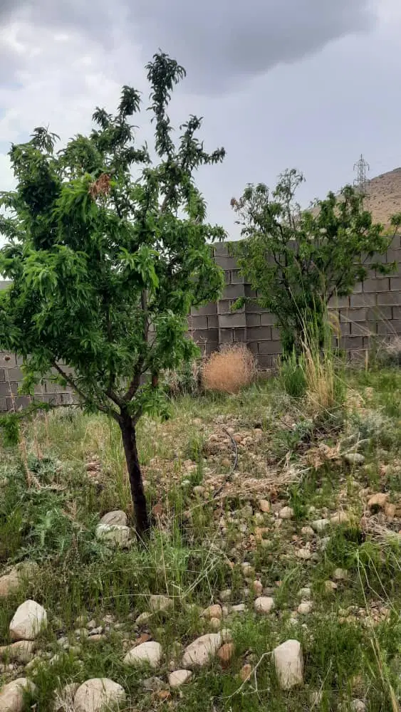 باغ به مساحت ۲۰۰۰ متر