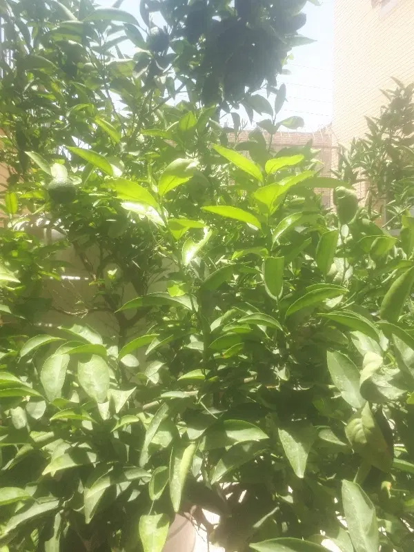 چهار دیواری باغی روستای  مهیار 500متر