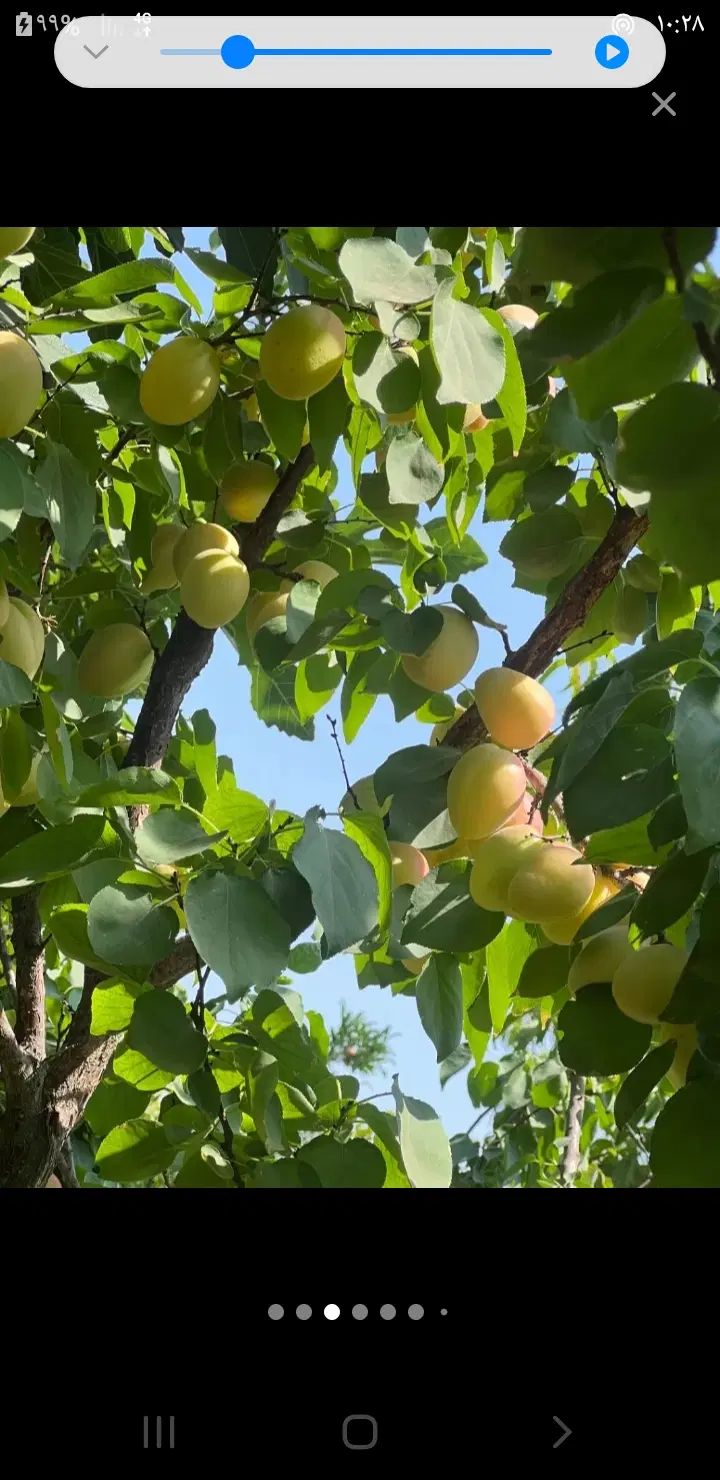 باغچه ۱۰۰۰ متری