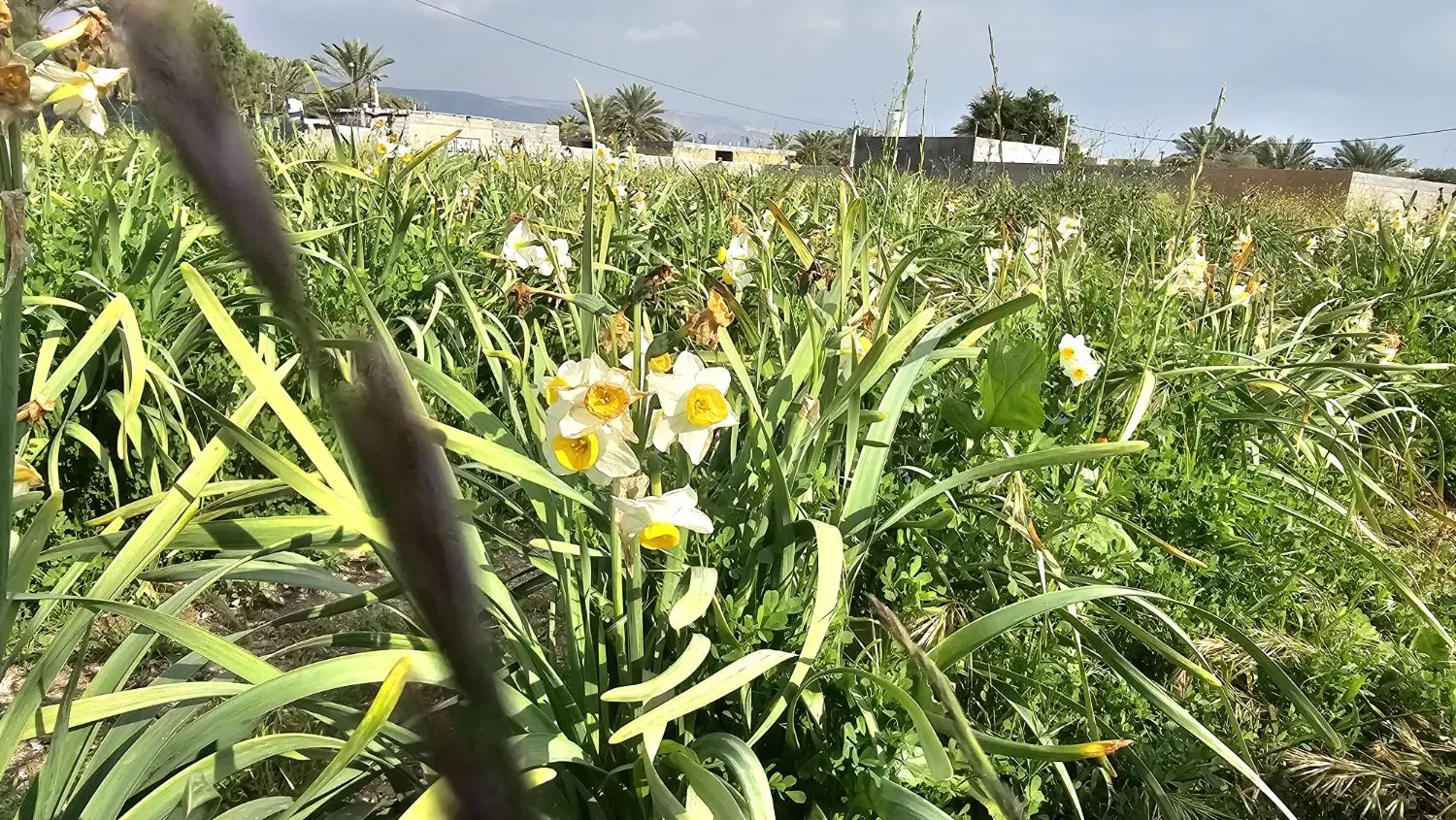 فروش زمین