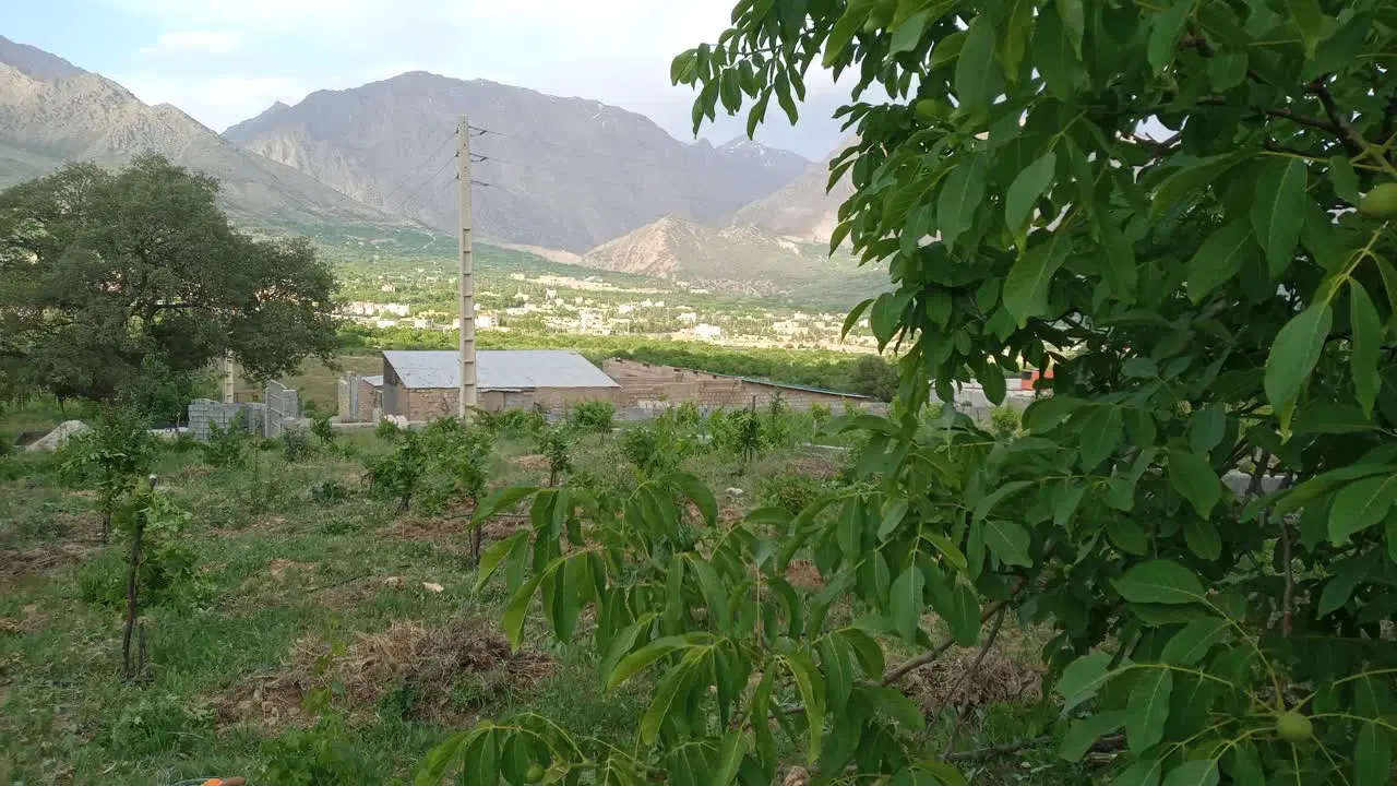 باغ انگور