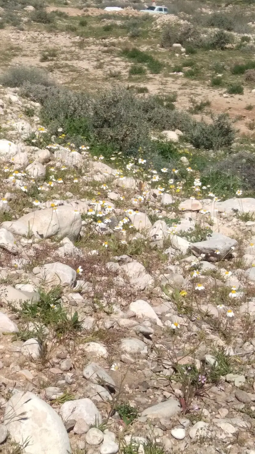 زمین۳۰۰متری اجاره