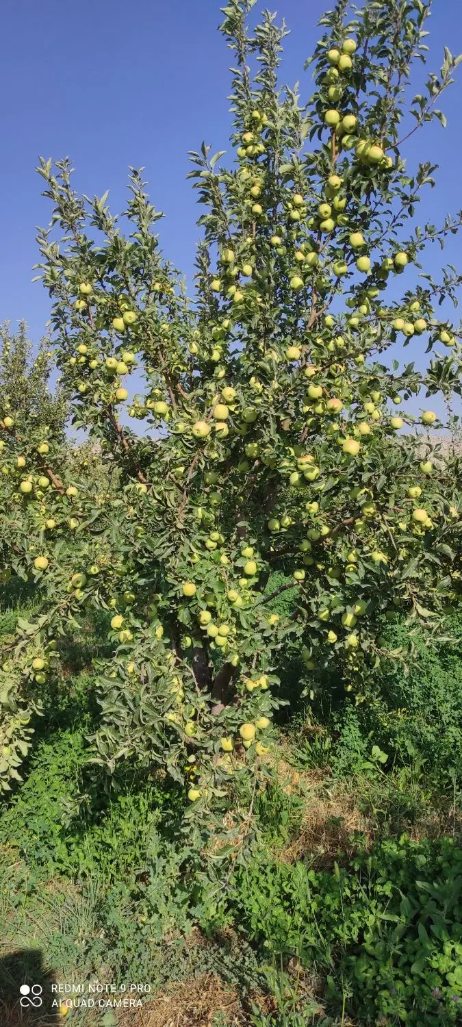 اجاره محصول باغ سیب دستروم