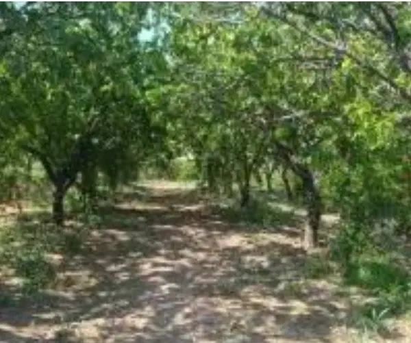 زمین و باغ